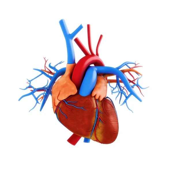 Angiography system